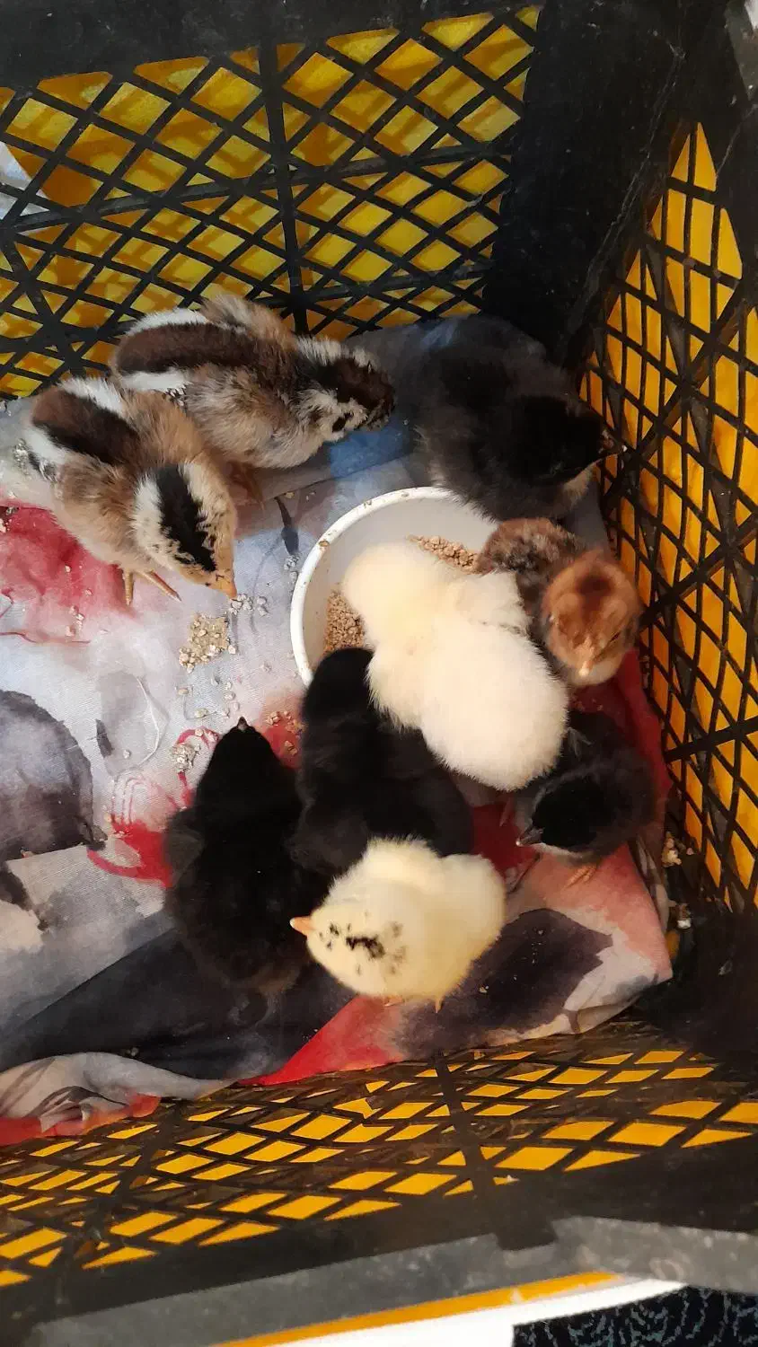 جوجه غاز|حیوانات مزرعه|سنگر, |دیوار