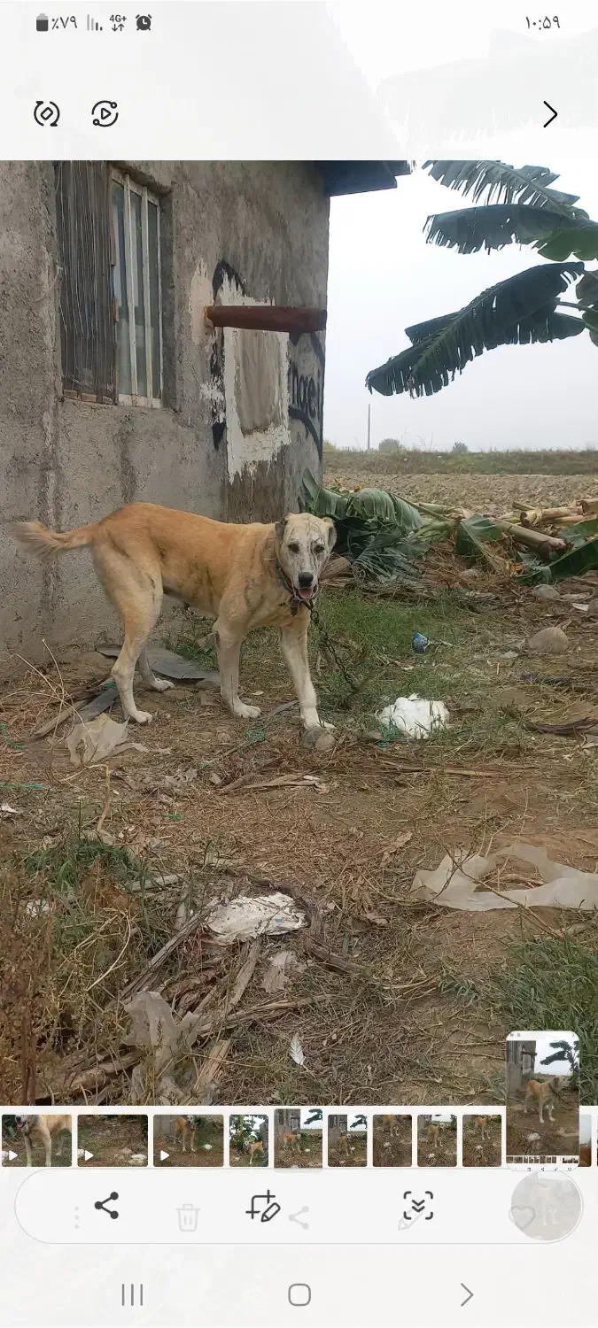 سگ افغان ۳ساله باکته کبود مادردخترهستن به علت ن|سگ|گرگان, |دیوار