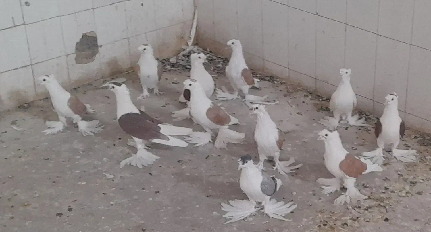 کبوترپشتی کاکل پرپا|پرنده|کاشمر, |دیوار