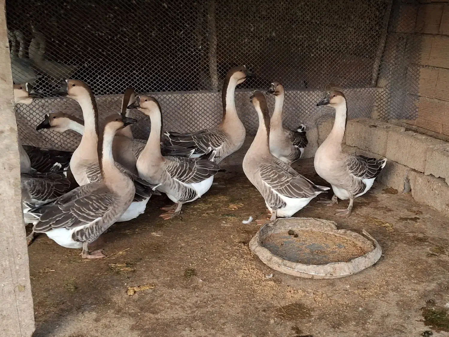 فروش مولد قوغاز آفریقایی خاکستری ارسال از ساری|حیوانات مزرعه|ساری, |دیوار