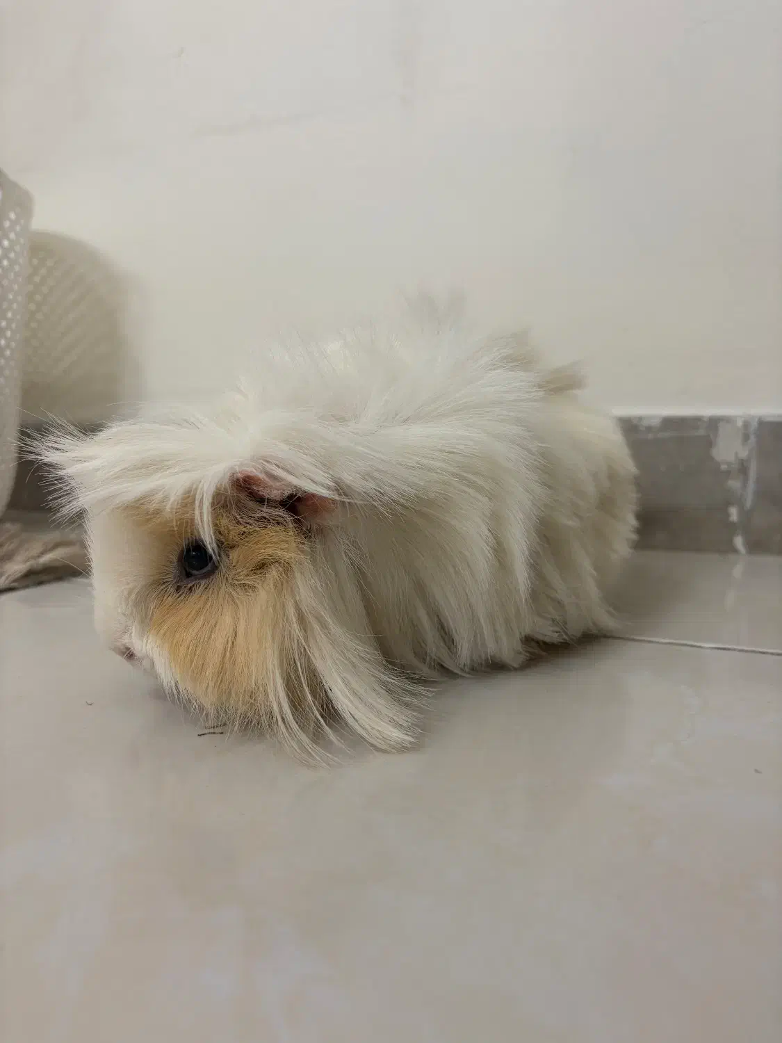 خوکچه هندی|موش و خرگوش|تهران, نارمک|دیوار