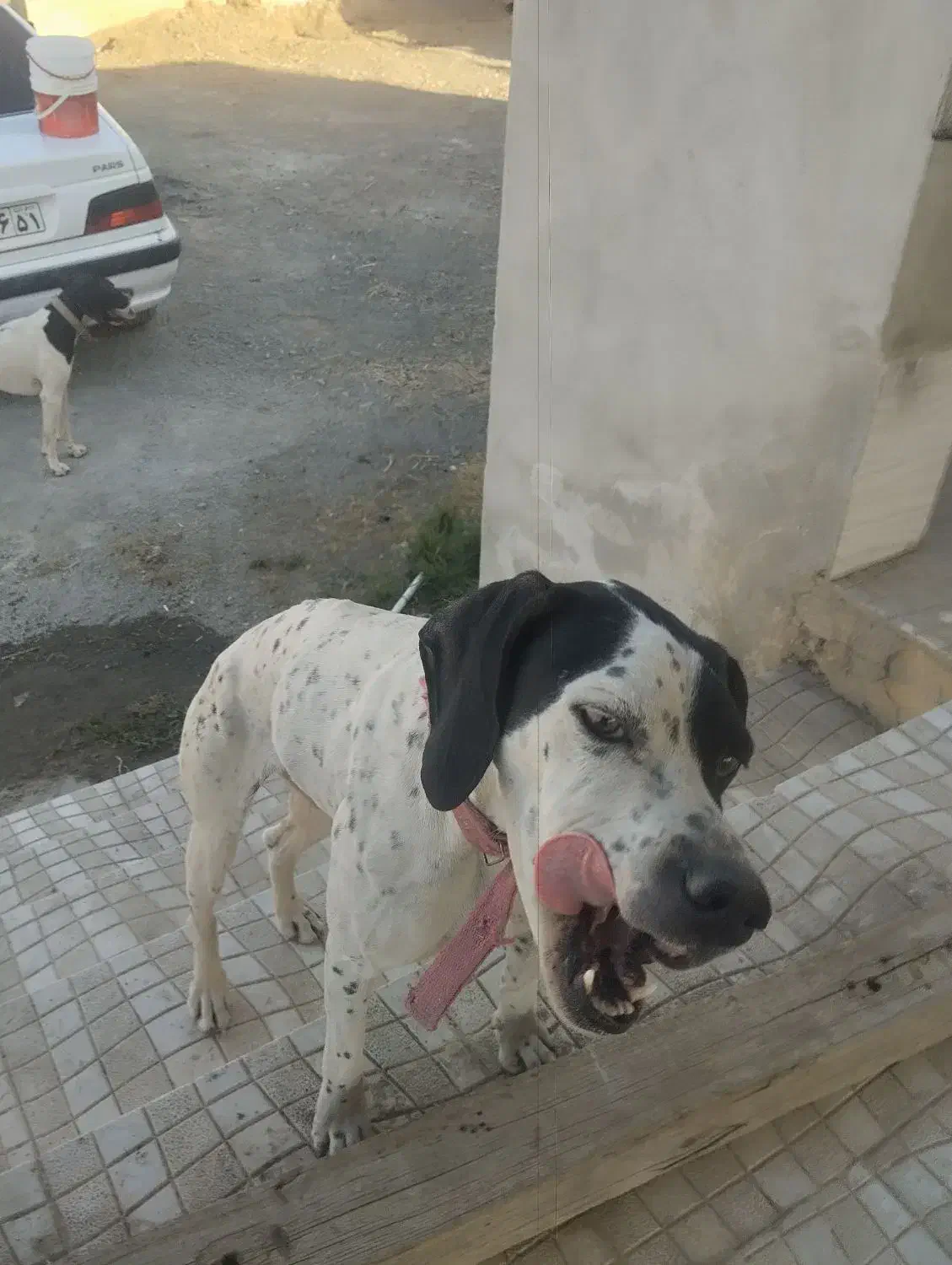 دو قلاده سگ|حیوانات|سنندج, |دیوار