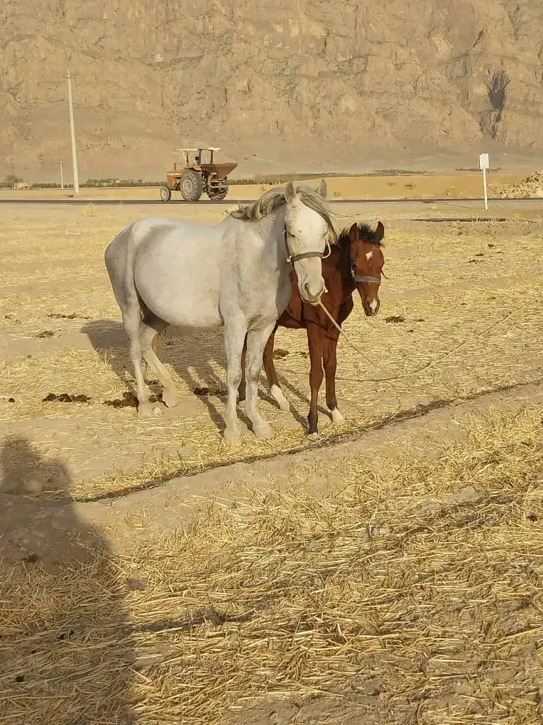 مادیان دره شور همراه کره|اسب و تجهیزات اسبسواری|بیضا, |دیوار
