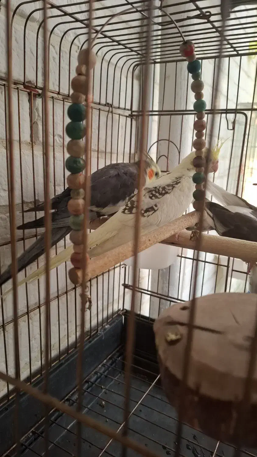 فروش یک جفت عروس هلندی مولد|پرنده|پردیس, فاز ۸|دیوار