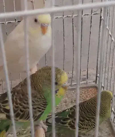 مرغ عشق رنگهای خاص|پرنده|بوشهر, |دیوار