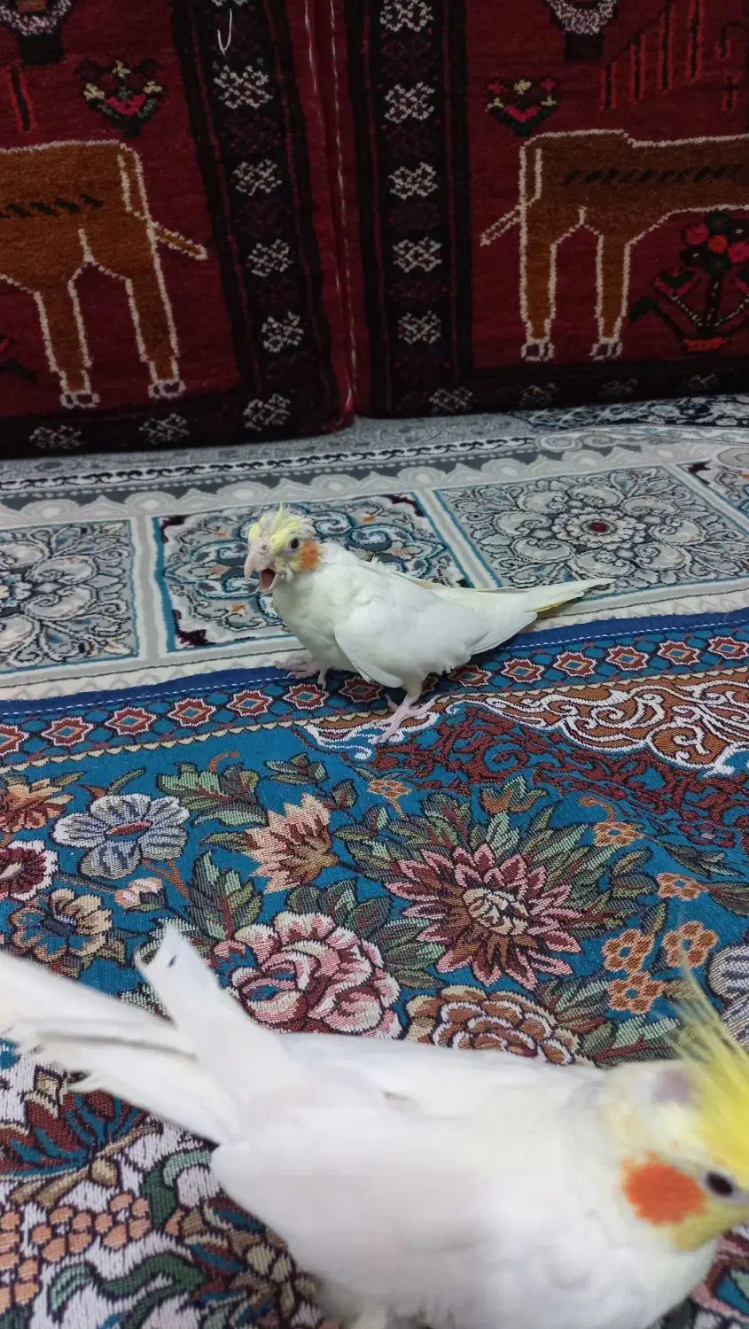 عروس هلندی|پرنده|سده (خراسان جنوبی), |دیوار