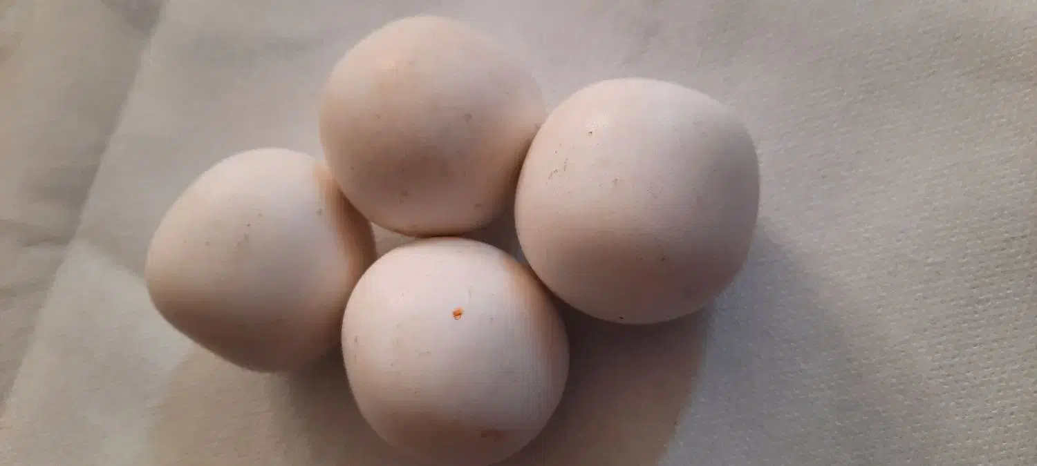 الماس اسیاب|کلکسیون اشیاء عتیقه|شریفآباد, |دیوار