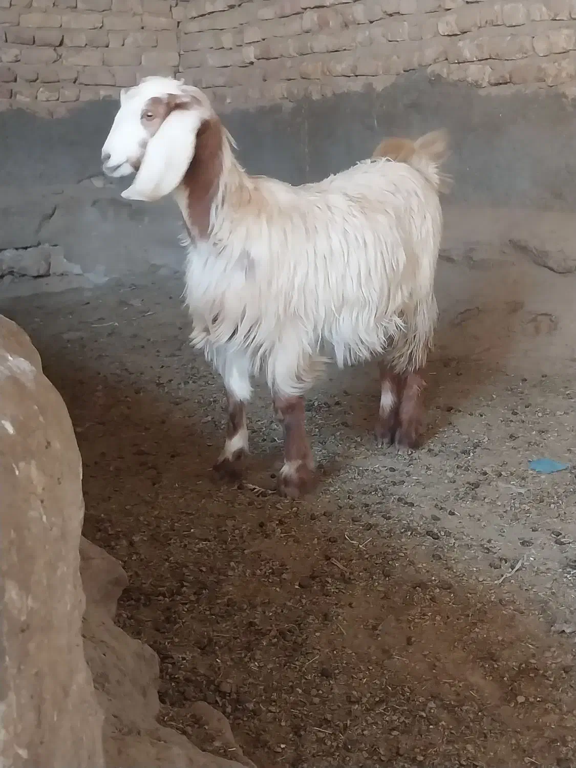 بزغاله|حیوانات مزرعه|شراء, |دیوار