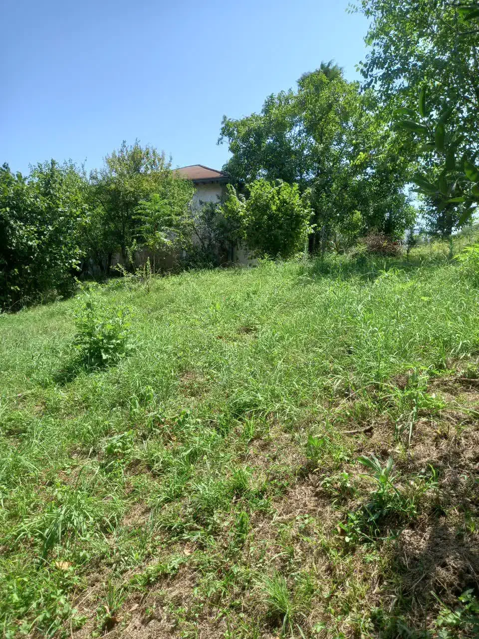 زمین فروشی|فروش زمین و ملک کلنگی|دالخانی, |دیوار