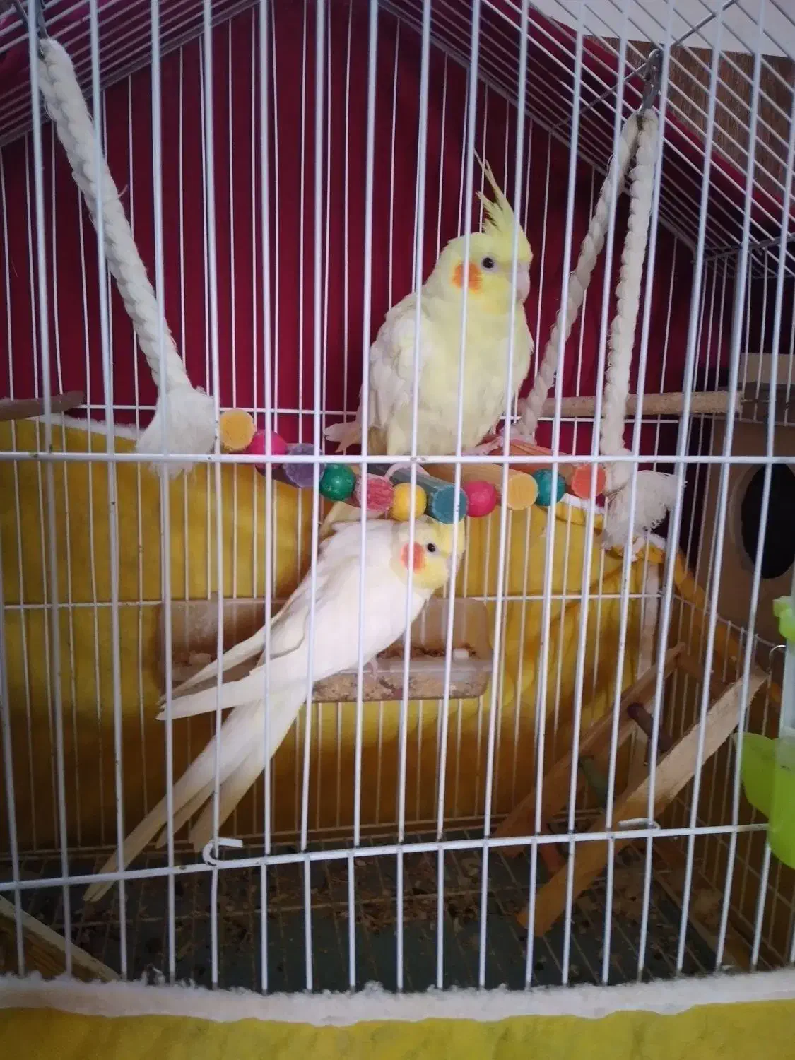 عروس هلندی لوتینو جفت|پرنده|گنبد کاووس, |دیوار