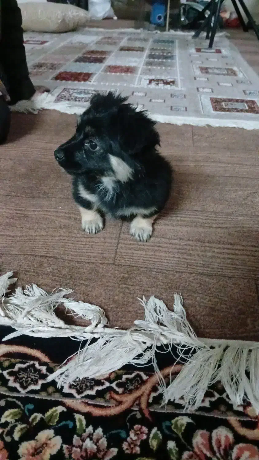 سگ خانگی|سگ|اصفهان, کوجان|دیوار