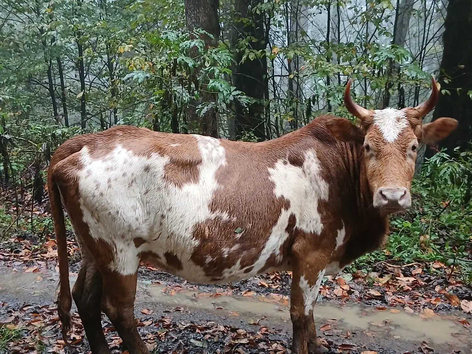 گاو شکم دار با گوساله|حیوانات مزرعه|دیلمان, |دیوار