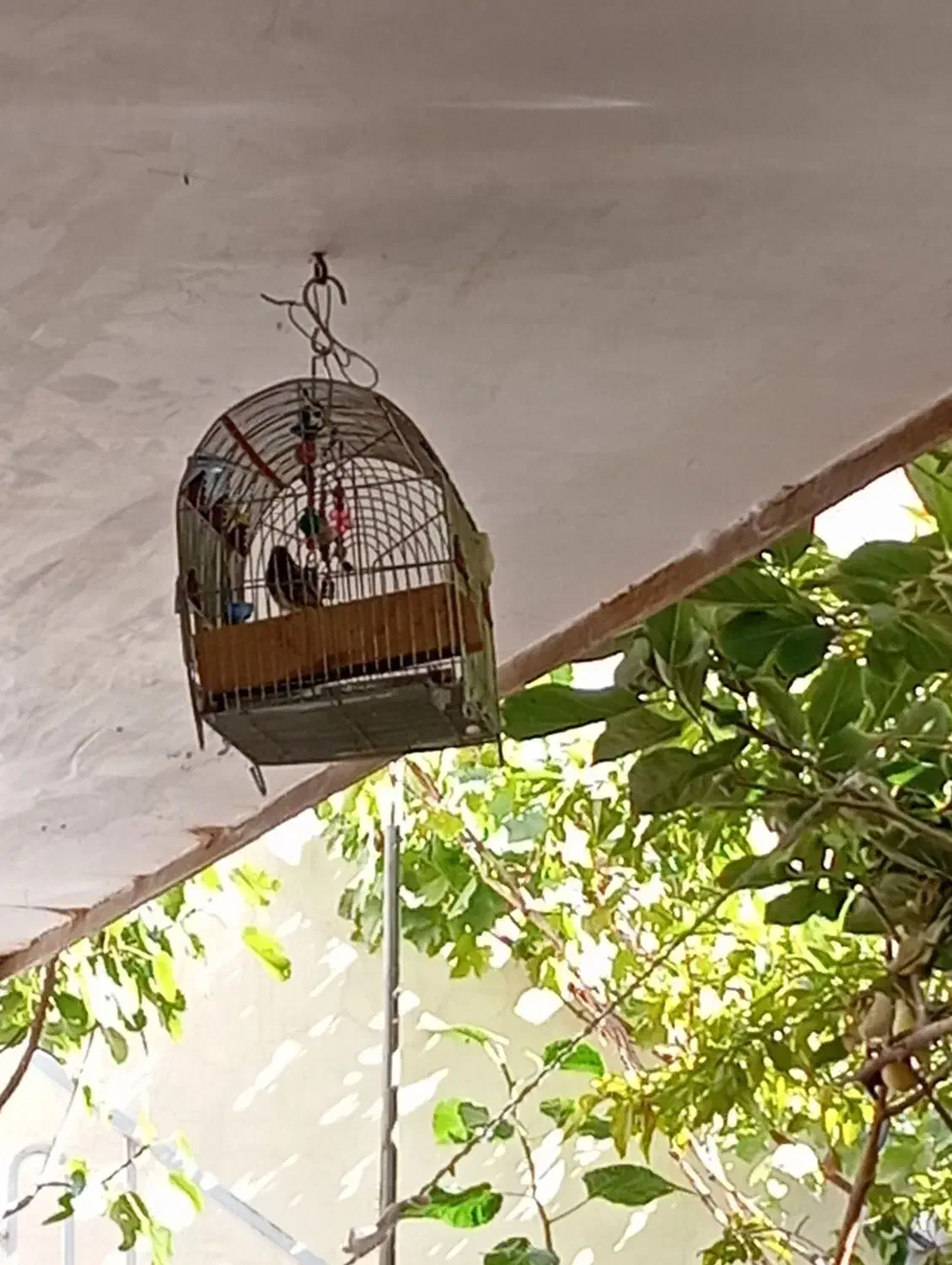 گلبسر نر بخون|پرنده|خوی, |دیوار