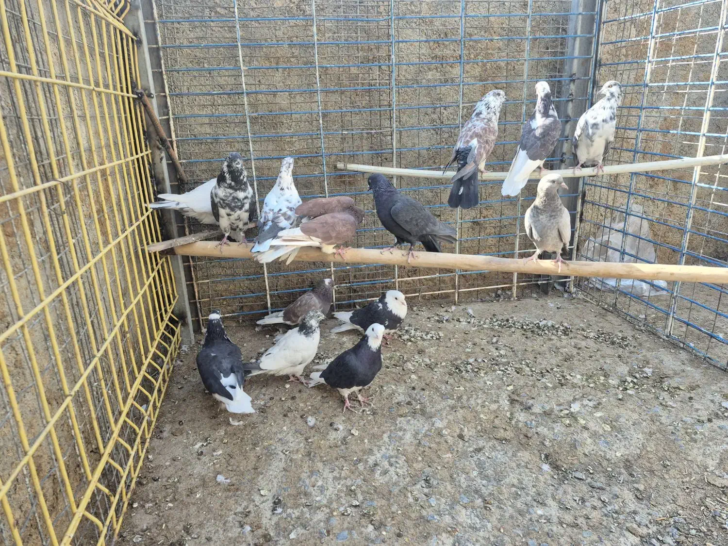 کفتر یا کبوتر|پرنده|معصومیه, |دیوار