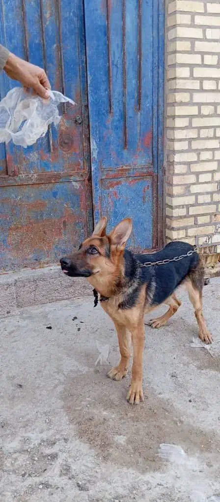 سگ ژرمن شناسنامه دار8ماهه|سگ|آبادان, |دیوار