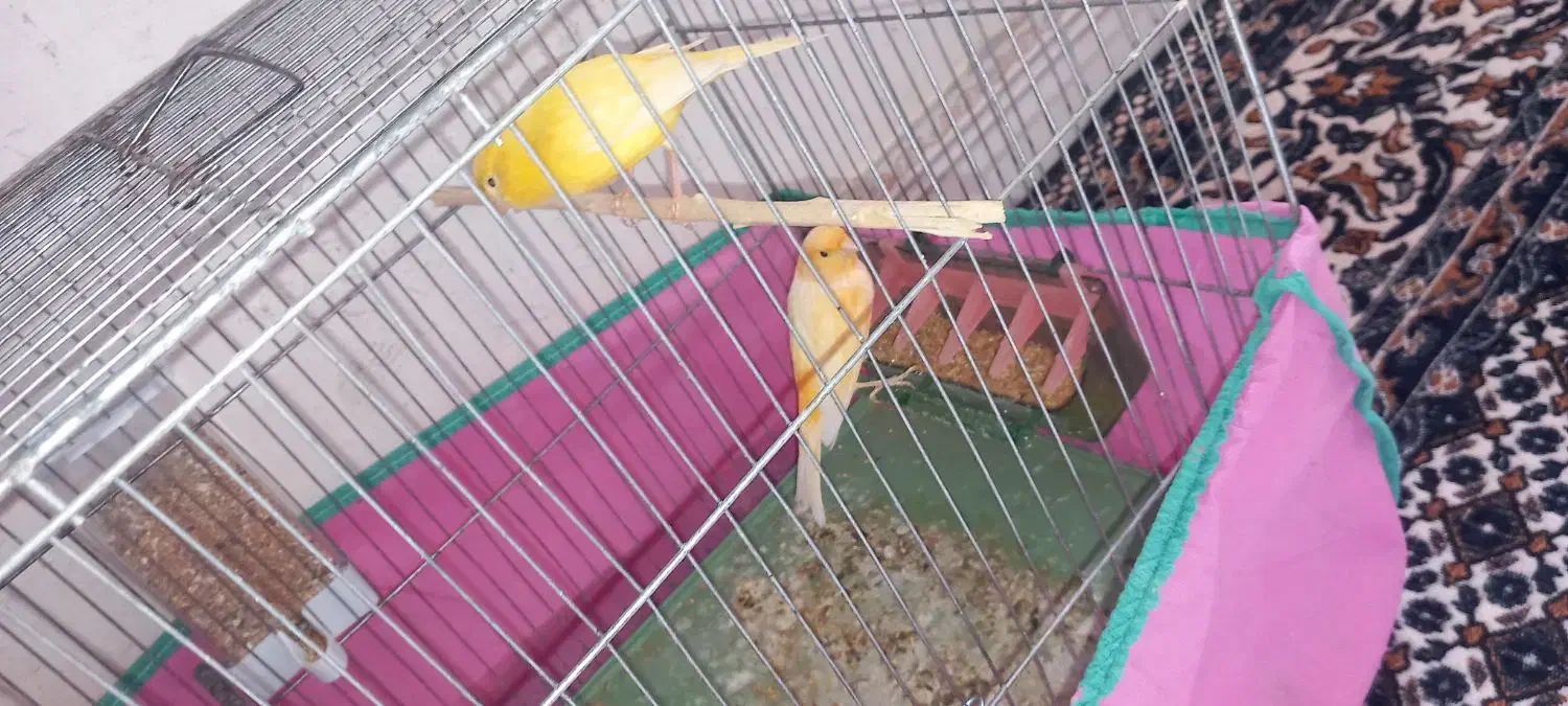 قناری|پرنده|سنقر, |دیوار