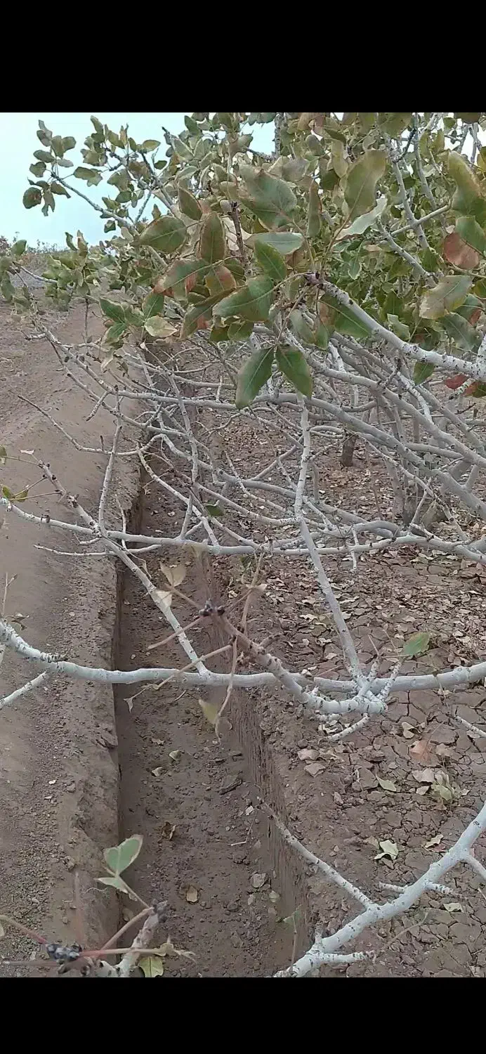 دستگاه ترنچر برای چاله کودی بسیار تمیز..|خدمات باغبانی و درختکاری|رفسنجان, |دیوار