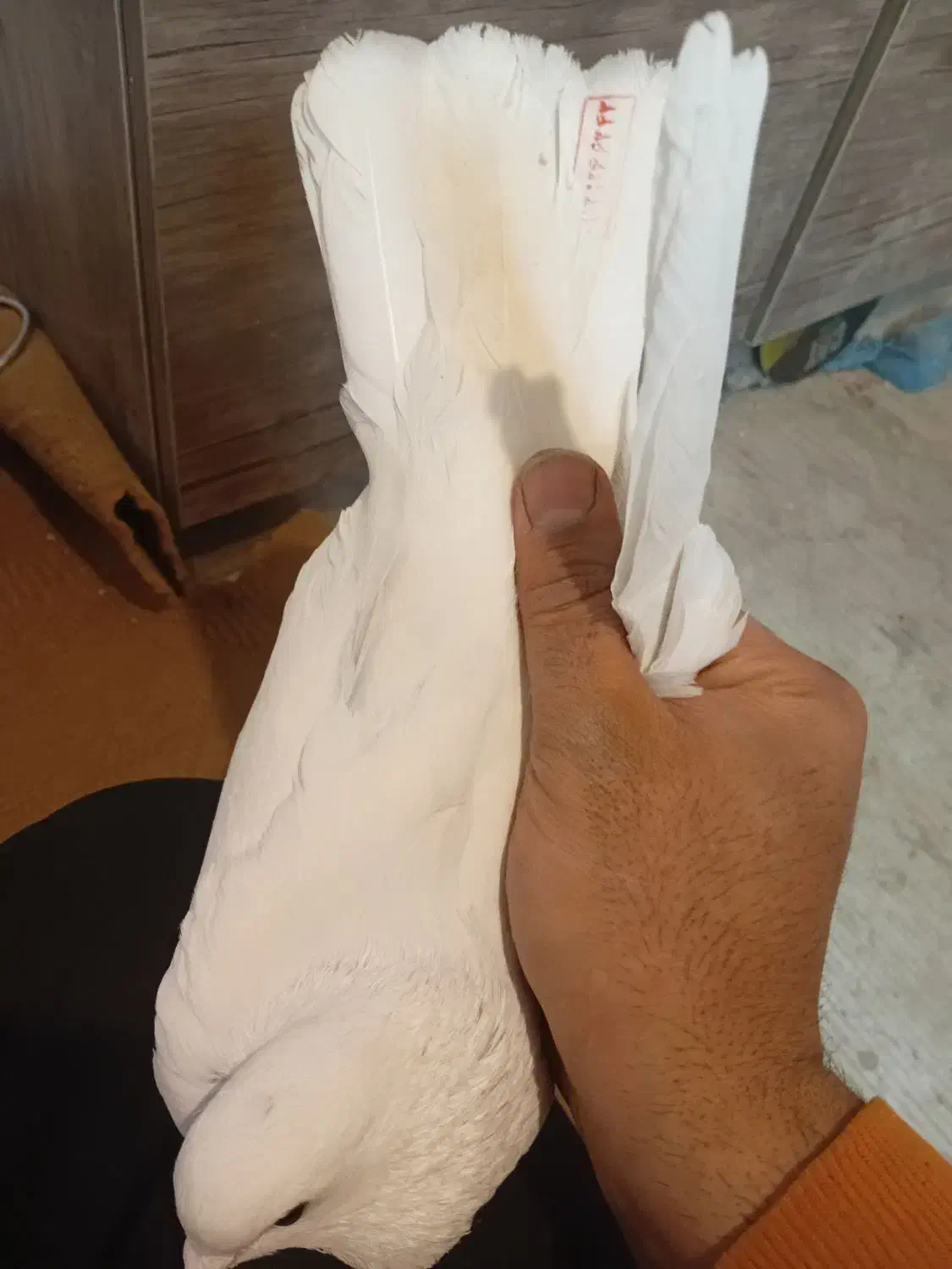 کفتر یا کبوتر|حیوانات|آبیک, |دیوار