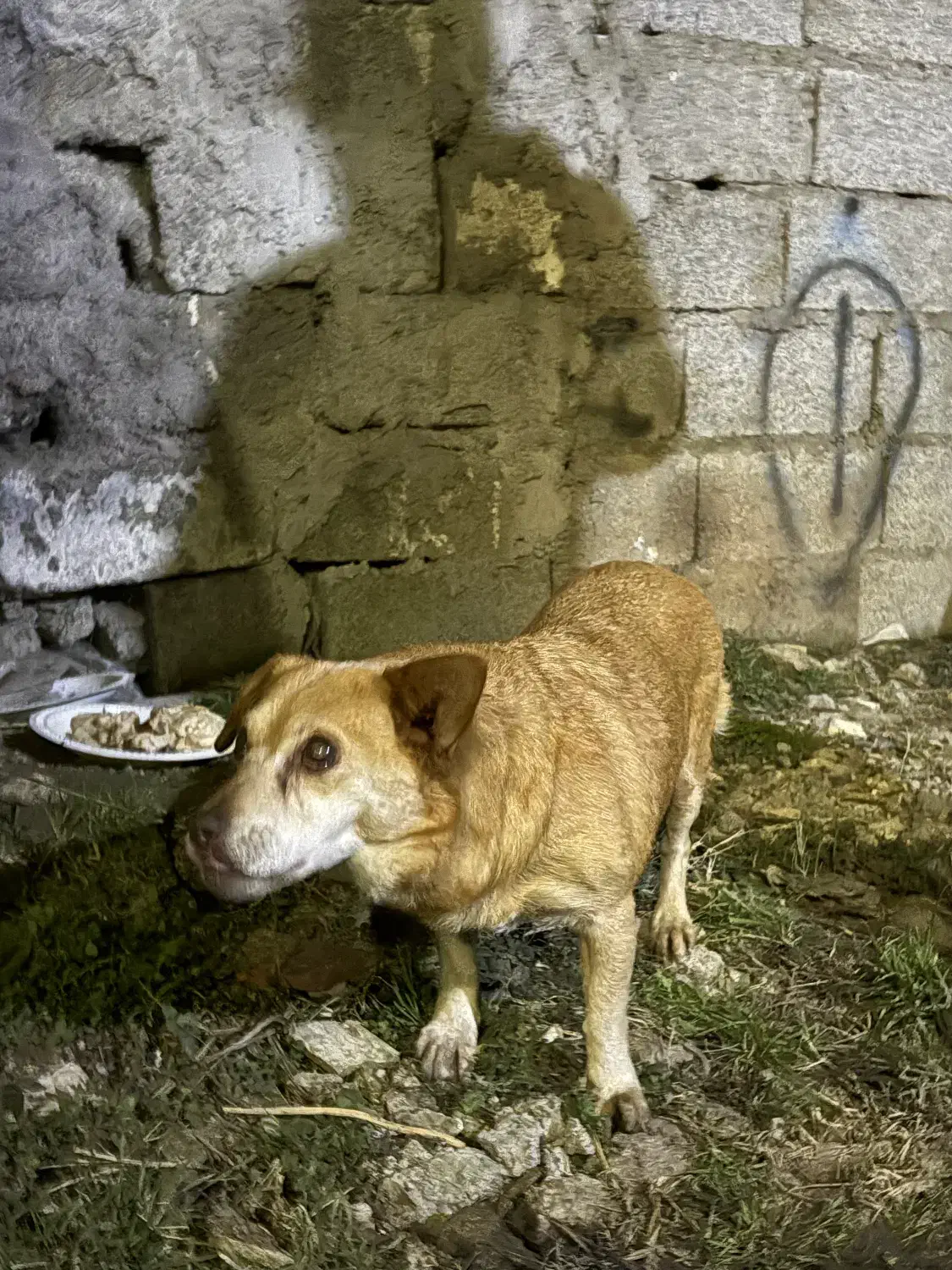 سگ گمشده|حیوانات|رشت, کوی فکوری|دیوار