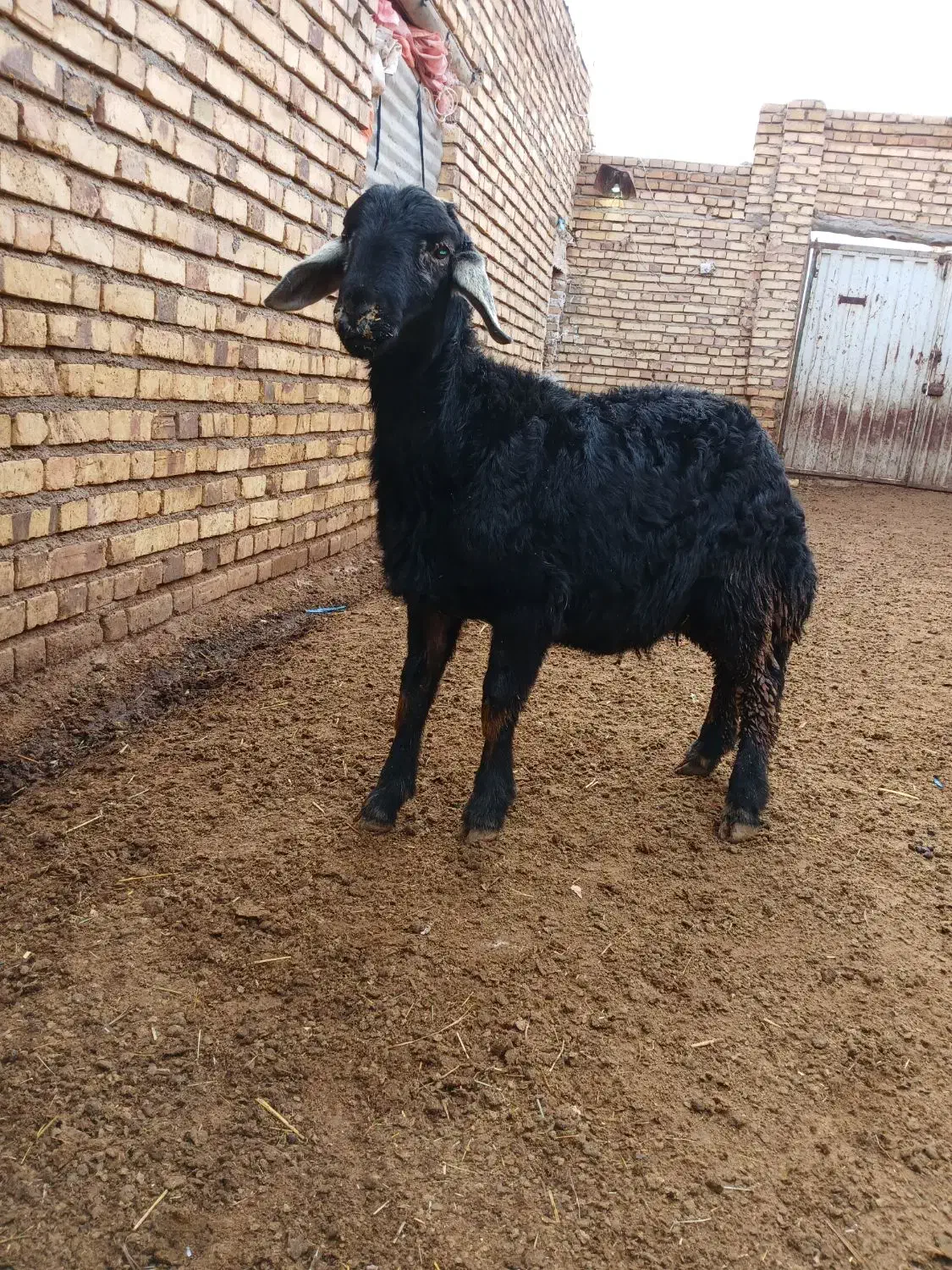 بره قوچ قره چال|حیوانات مزرعه|حلب, |دیوار