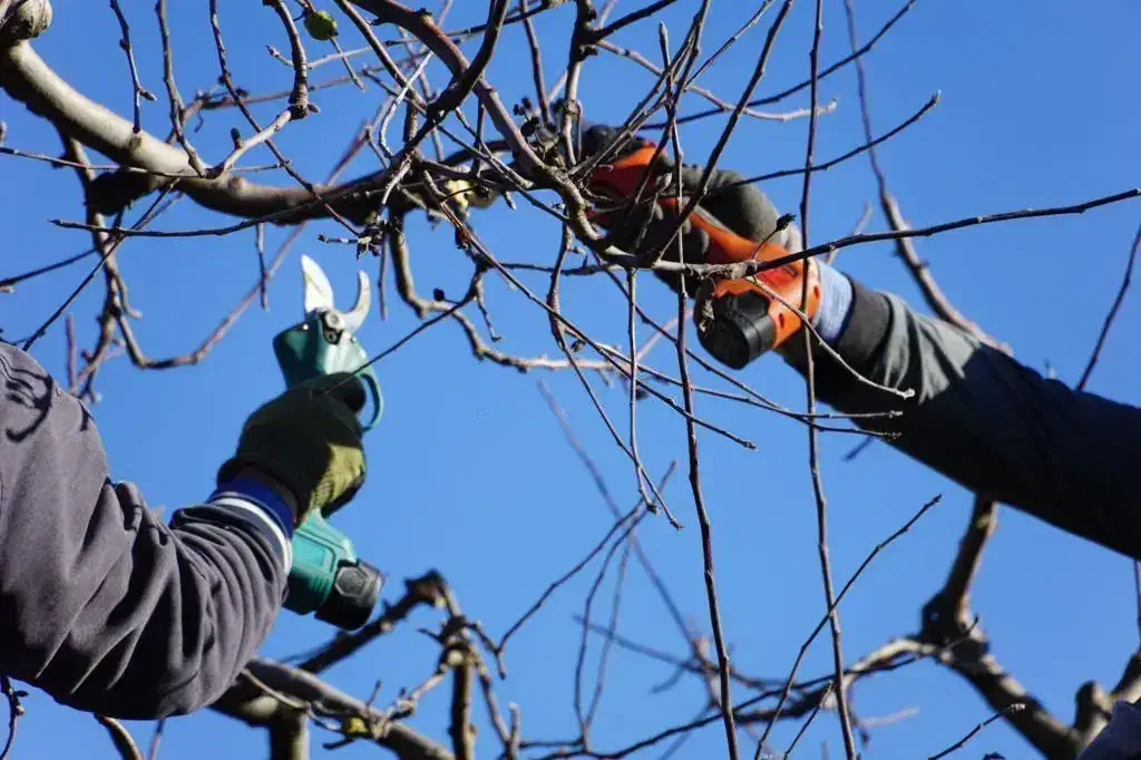 هرس درختان|خدمات باغبانی و درختکاری|اهر, |دیوار