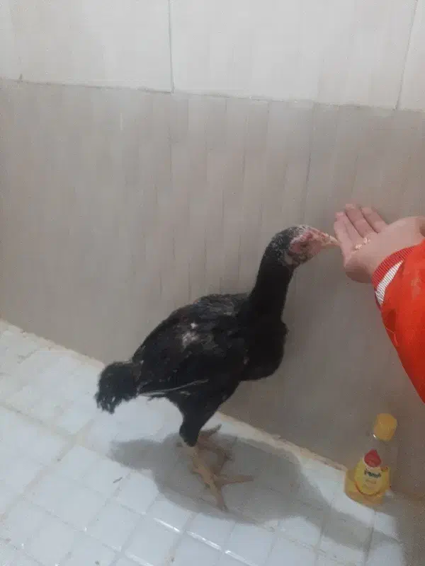 لاری افغان|حیوانات مزرعه|رباط‌کریم, نصیرشهر|دیوار