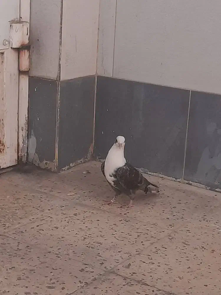 کبوتر کله سفید|پرنده|بهبهان, |دیوار