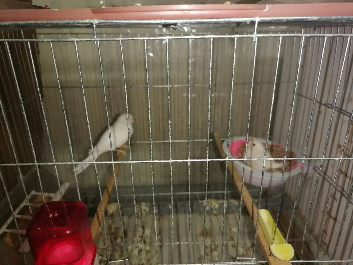 قناری|لوازم جانبی حیوانات|زارچ, |دیوار