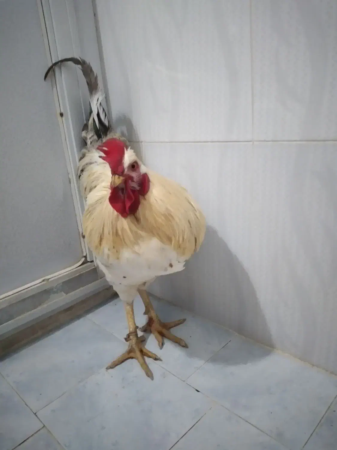 خروس‌محلی‌تازه‌از‌خلخال‌اومده‌هرکی‌خواست‌در‌خدمتم|حیوانات مزرعه|نسیم‌شهر, |دیوار