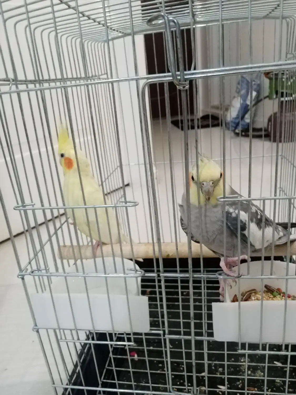 عروس هلندی|پرنده|تهران, جوادیه تهرانپارس|دیوار