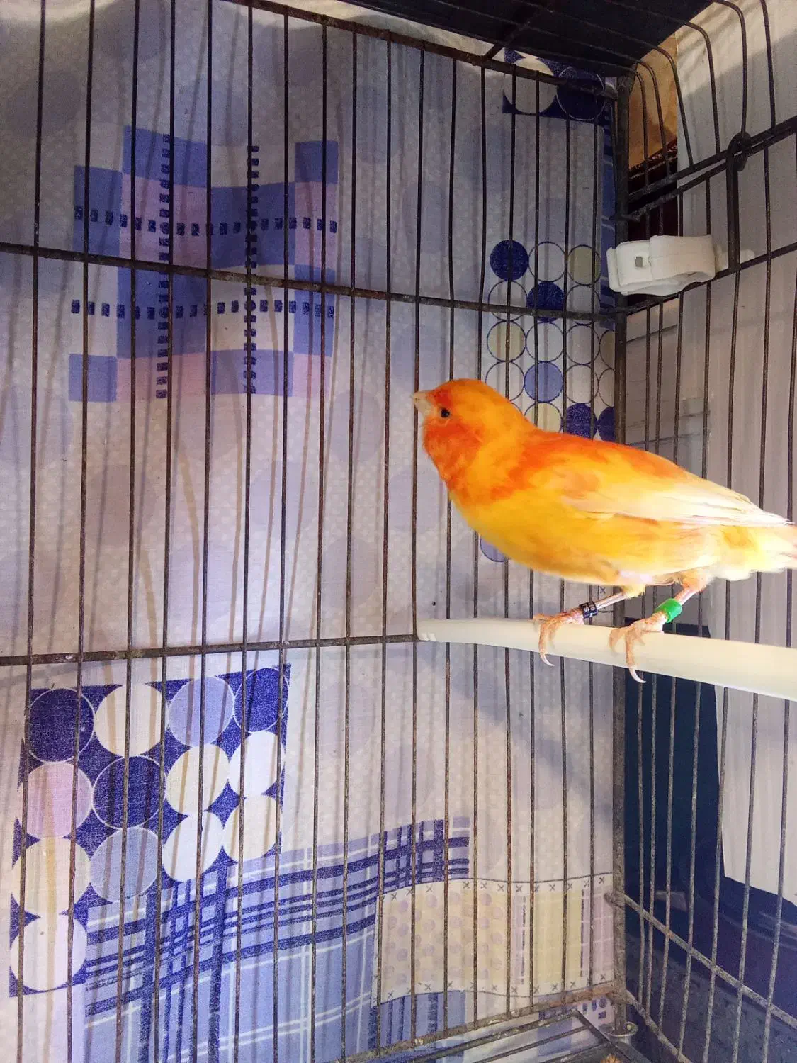 جفت قناری قرمز|پرنده|تبریز, |دیوار