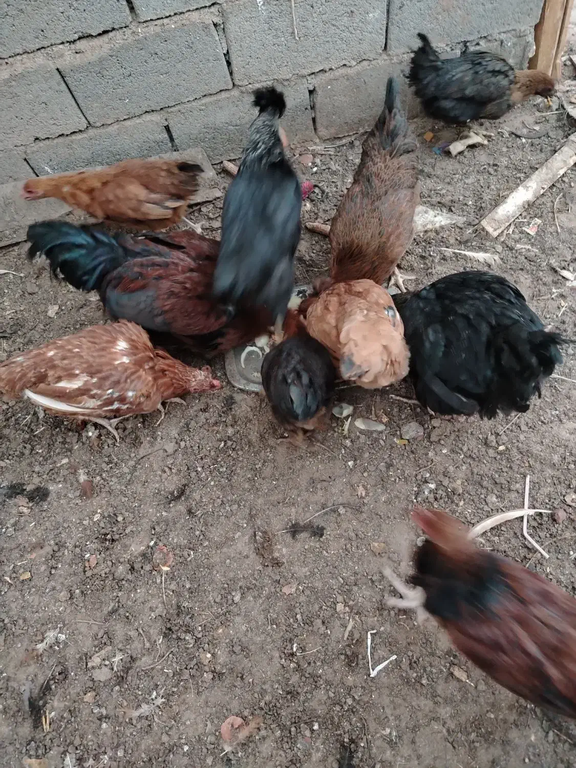 مرغ و خروس|حیوانات مزرعه|تربت جام, رضاآباد|دیوار