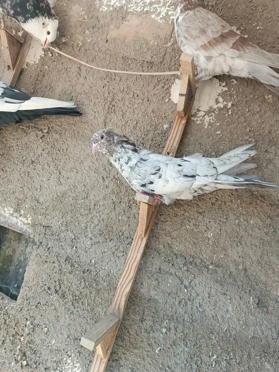 سرور بهبونی|پرنده|شیراز, سیاه سنگ|دیوار