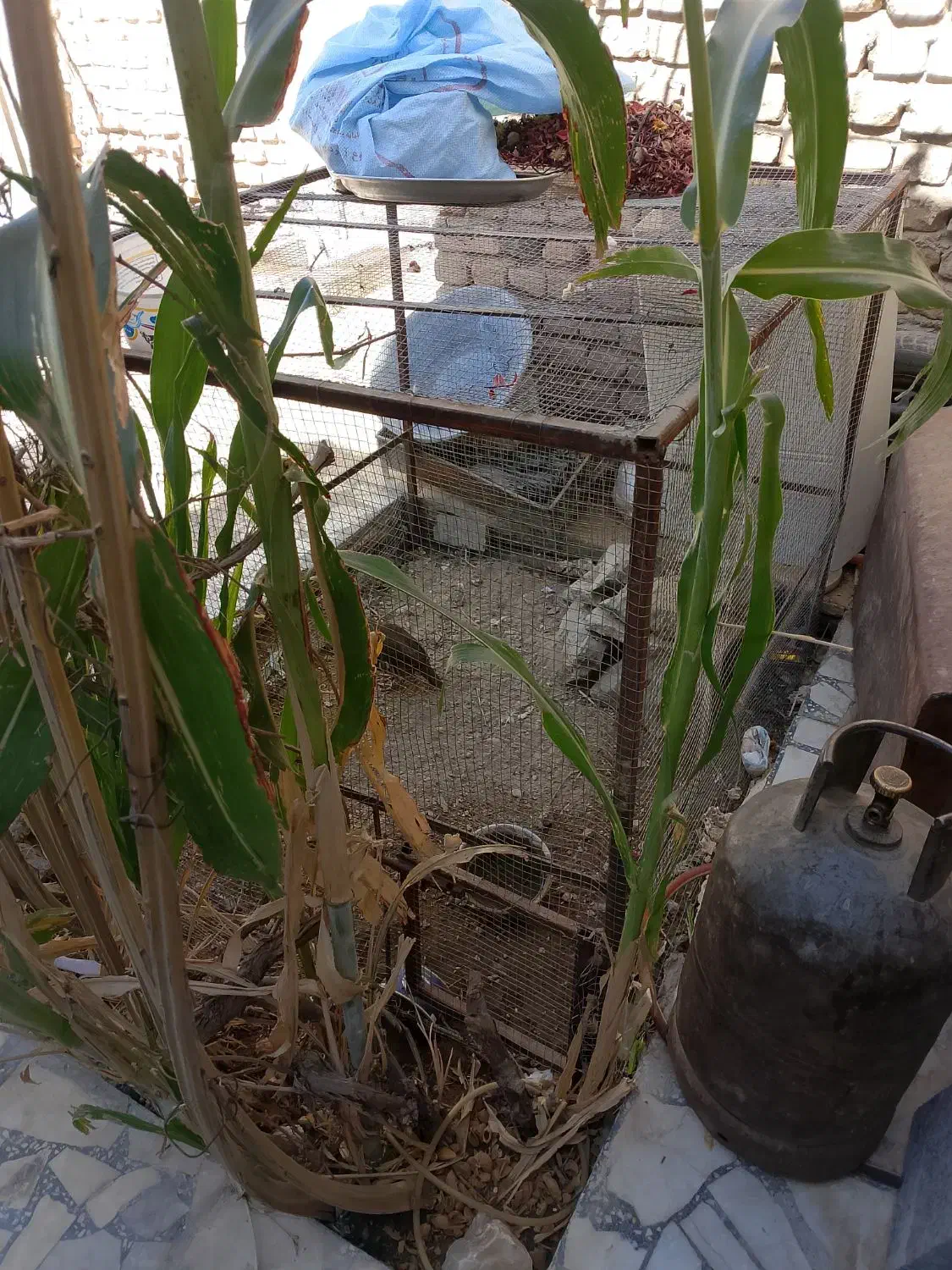 قفس بزرگ|لوازم جانبی حیوانات|خاش, |دیوار