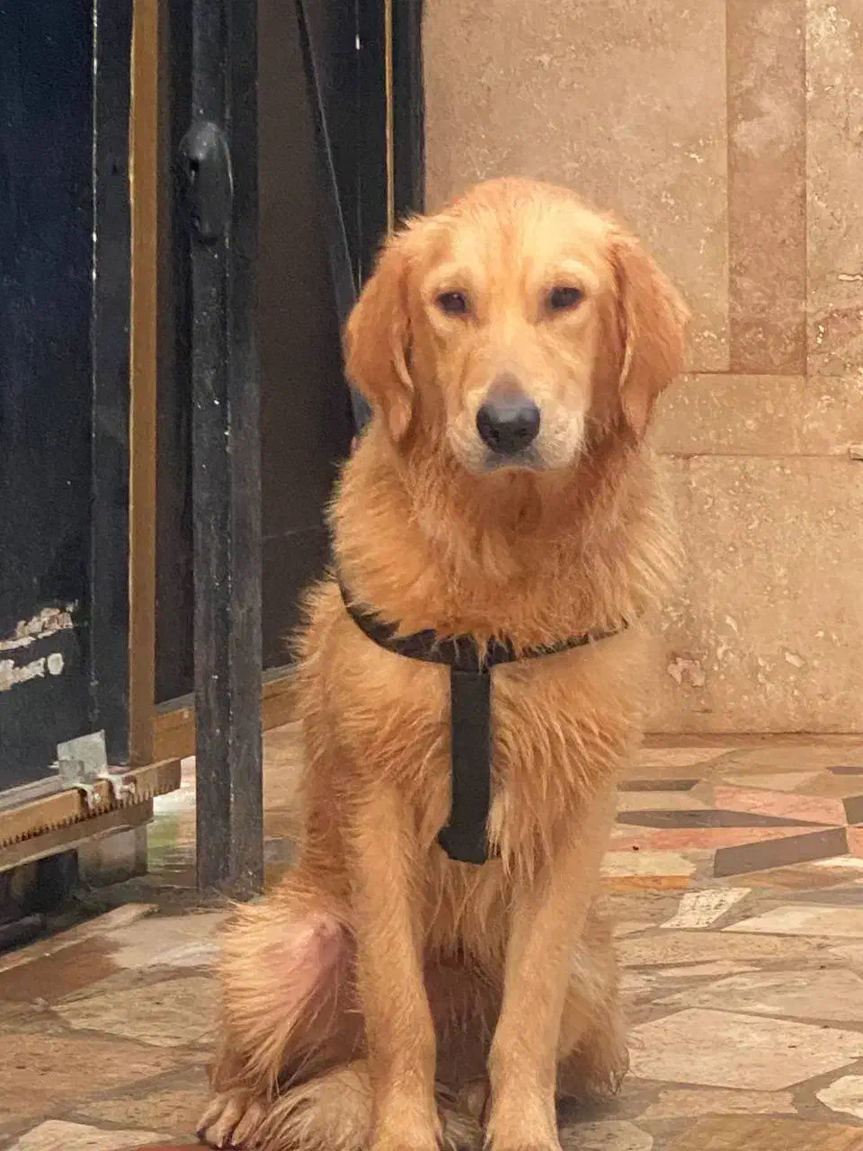 گلدن رتریور|سگ|چالوس, |دیوار