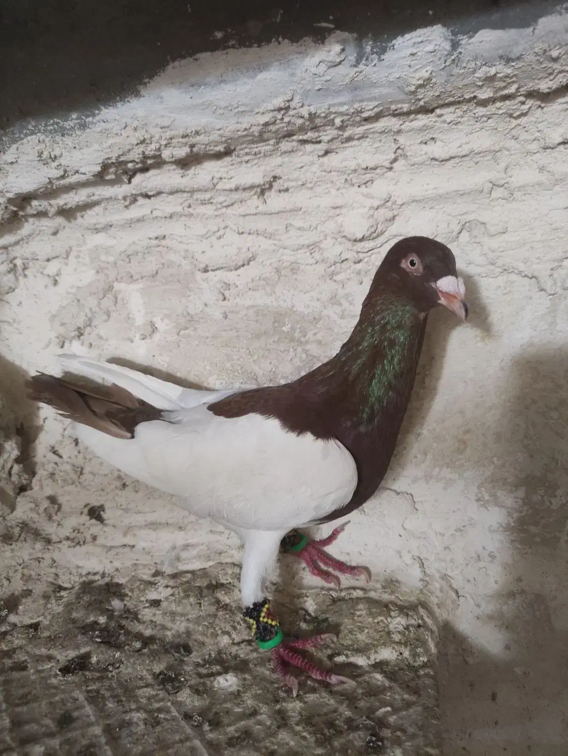 کفتر یهودی|پرنده|اقبالیه, |دیوار