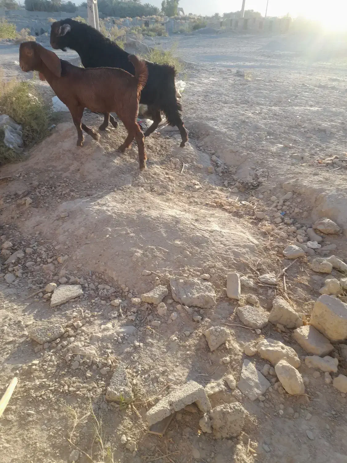 گوسفند خنثی چاق چله مخصوص کشتن|حیوانات مزرعه|سراوان, |دیوار