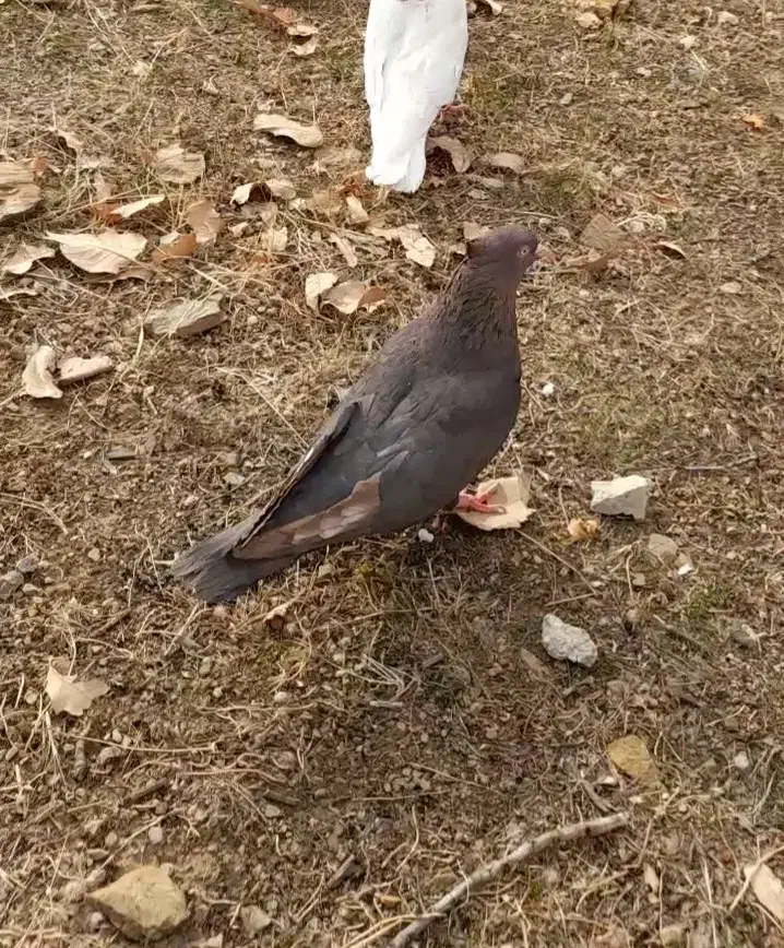 گمشده مژدگانی میدهم|پرنده|مریوان, |دیوار