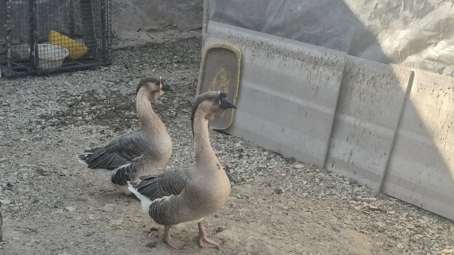 قوغاز اوکراینی و بوقلمون رسمی|حیوانات مزرعه|تهران, علم و صنعت|دیوار