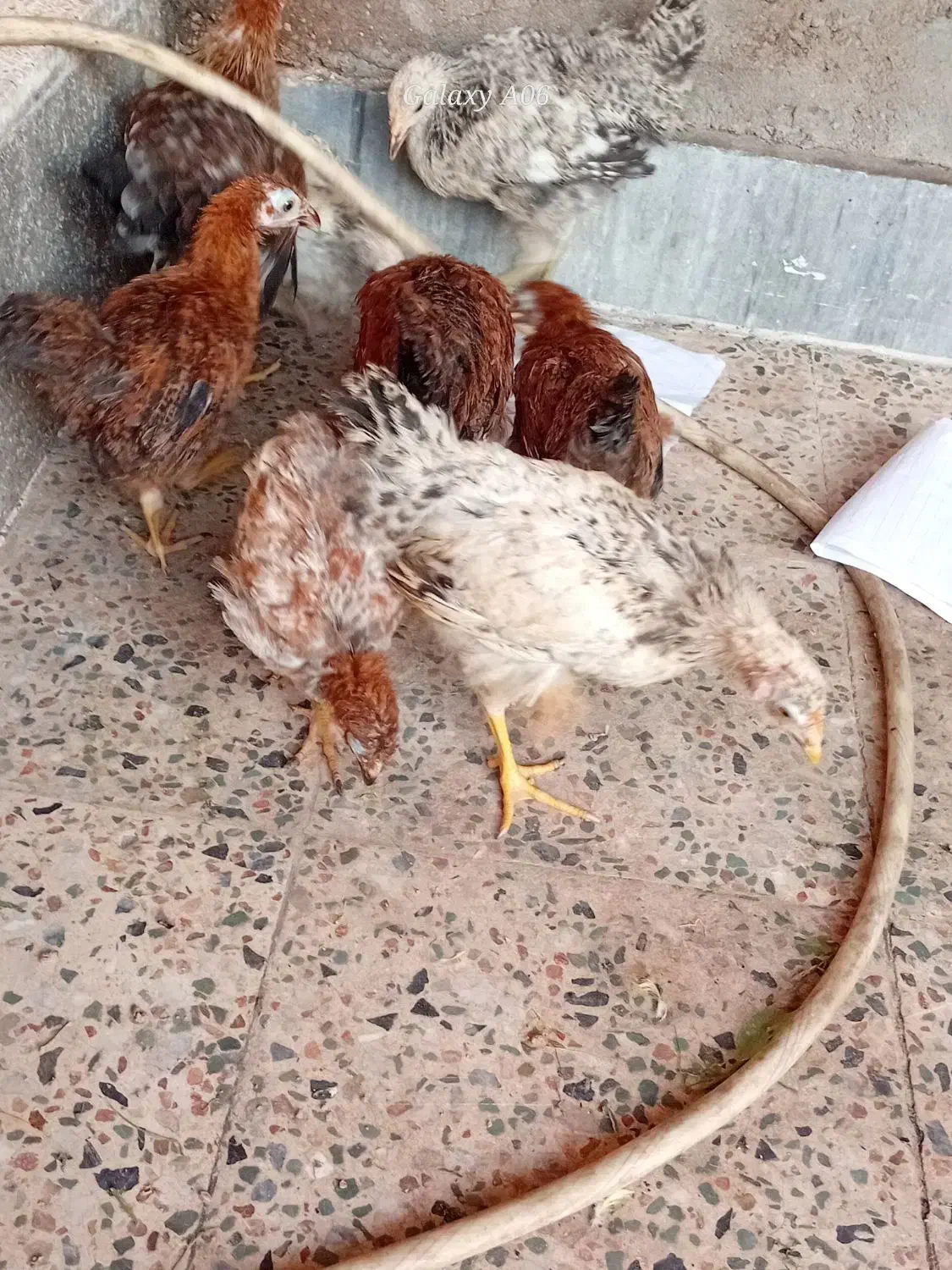 نیمچه. عربی|حیوانات مزرعه|اهواز, علی آباد|دیوار