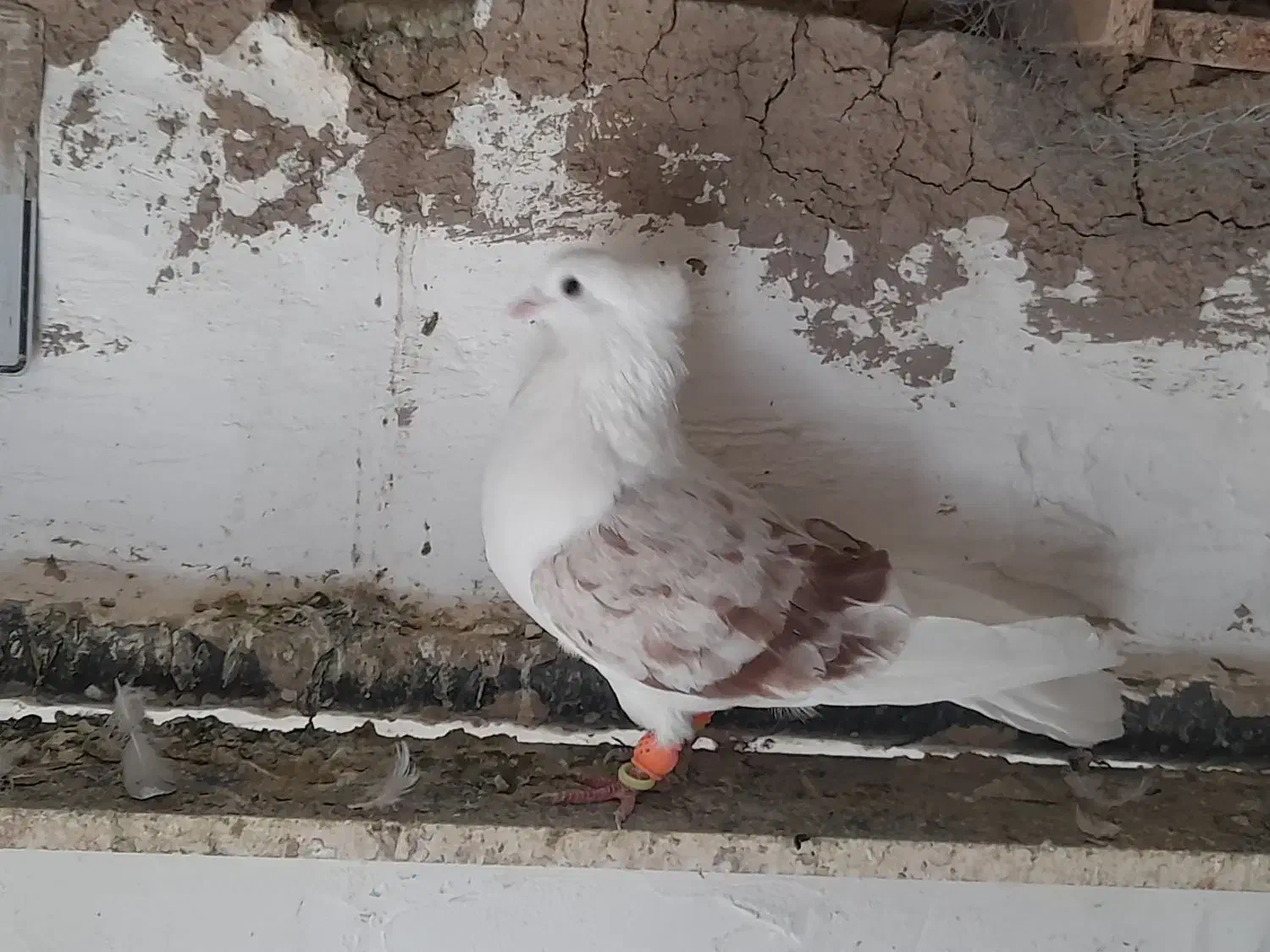 دوکت ماده|پرنده|لاران, |دیوار