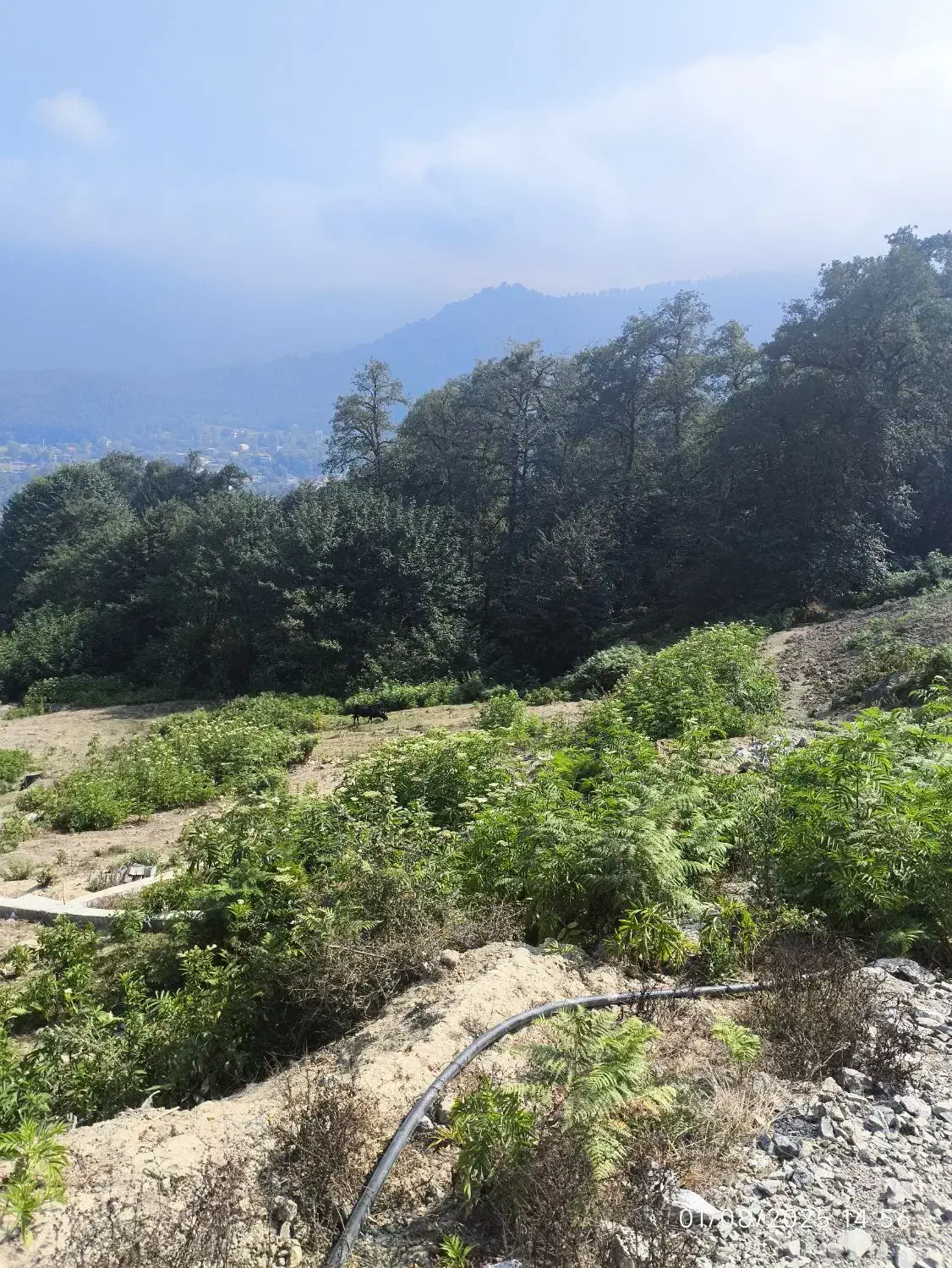 زمین|پیش‌فروش املاک|چمستان, |دیوار