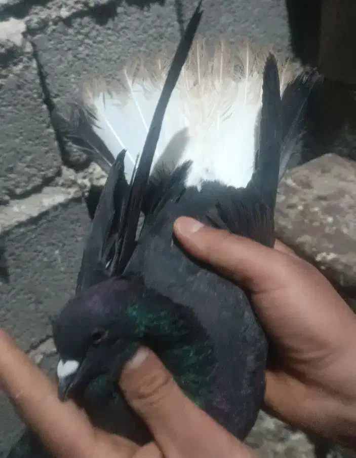 پرنده|حیوانات|ایلام, |دیوار