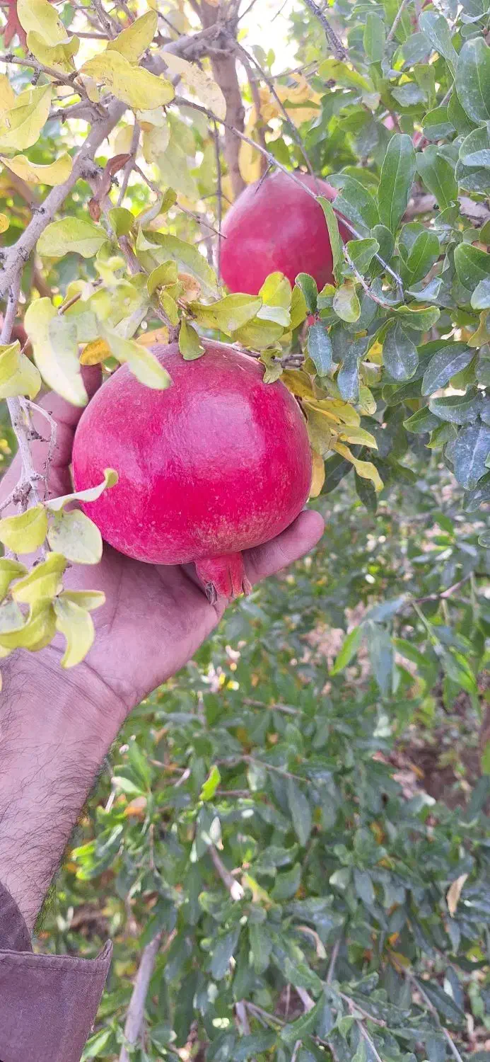 اجاره باغ انار|اجارهٔ دفتر صنعتی، کشاورزی، تجاری|دهاقان, |دیوار