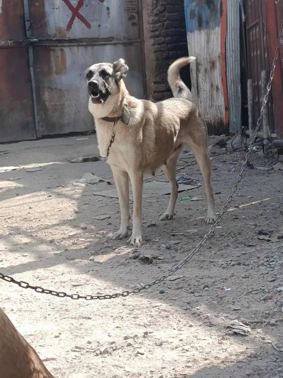 ماده عراقی|سگ|پاکدشت, پاکدشت (مامازند)|دیوار