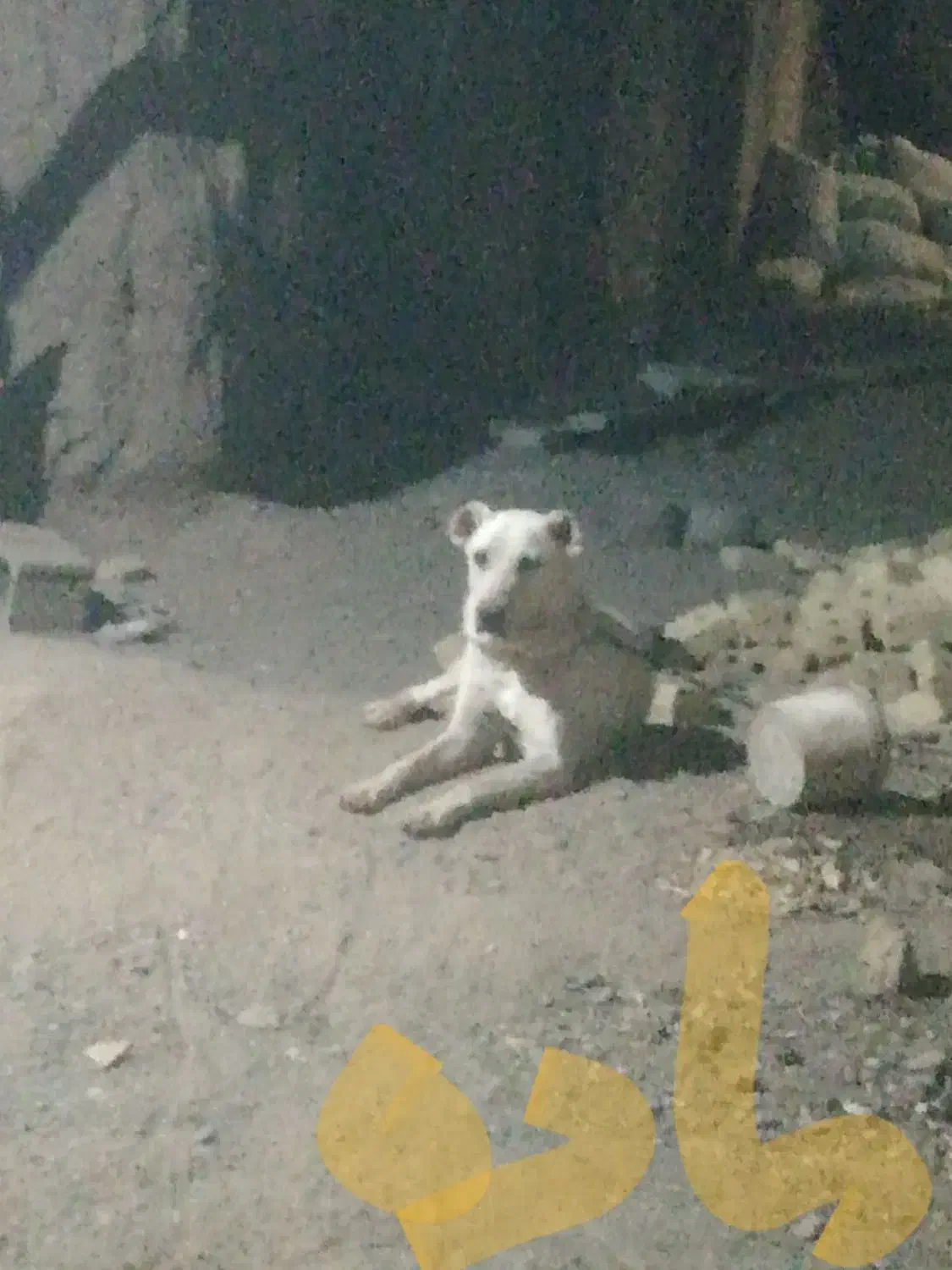 سگ ماده نه ماه واگذار میشه|سگ|رشتخوار, |دیوار