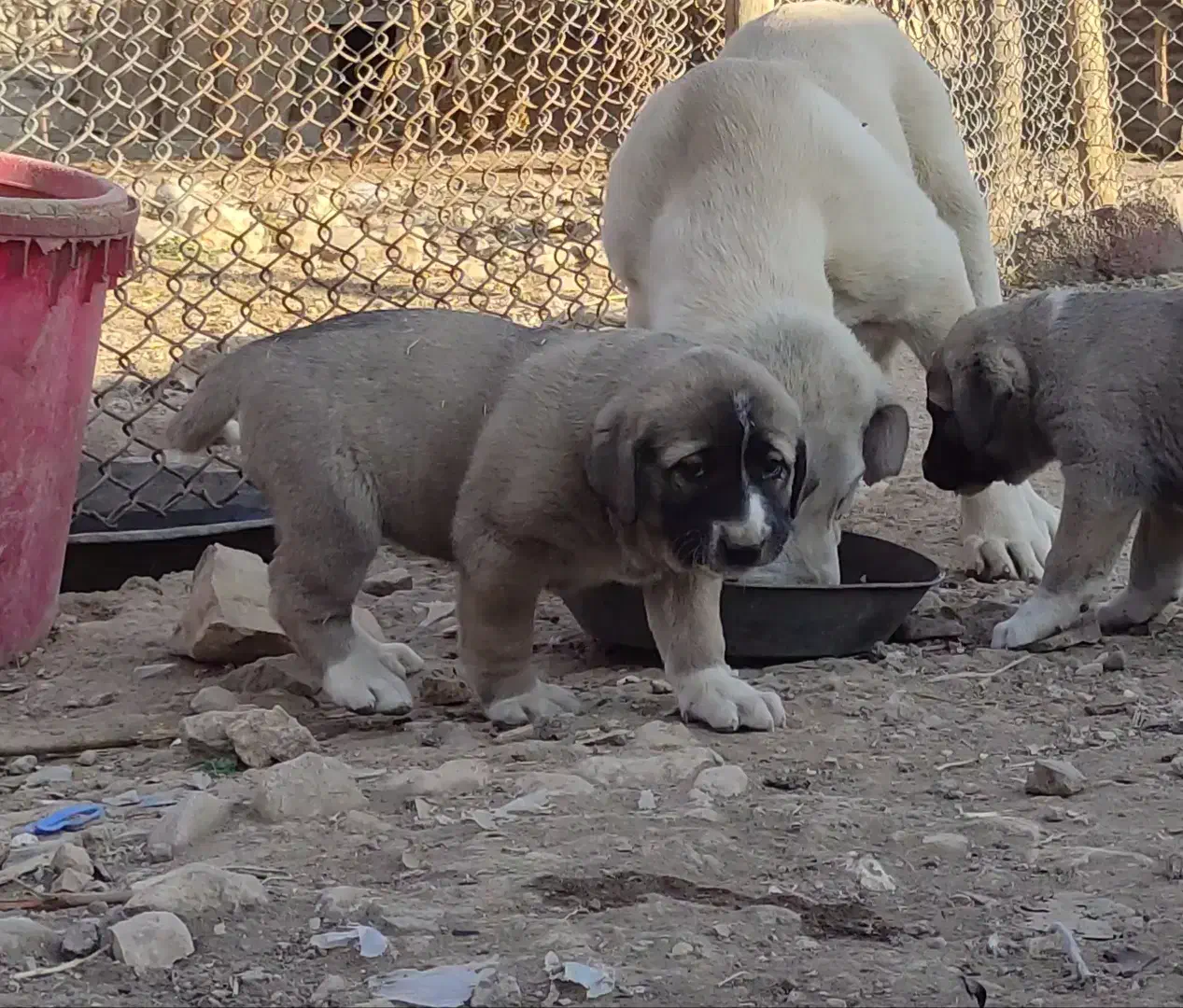 توله پژدر|سگ|دالاهو, |دیوار