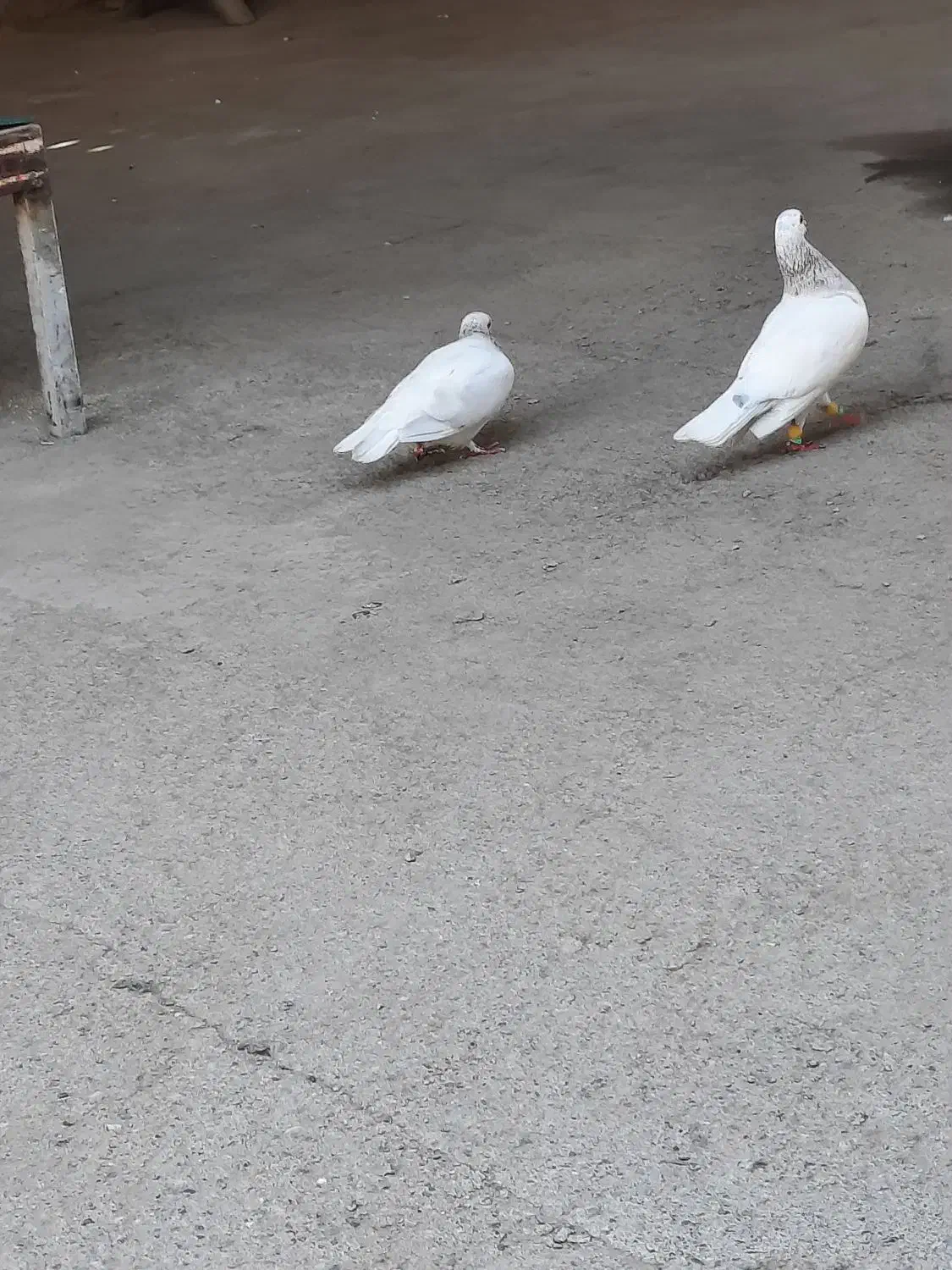 تخم|حیوانات مزرعه|مشهد, کارمندان دوم|دیوار