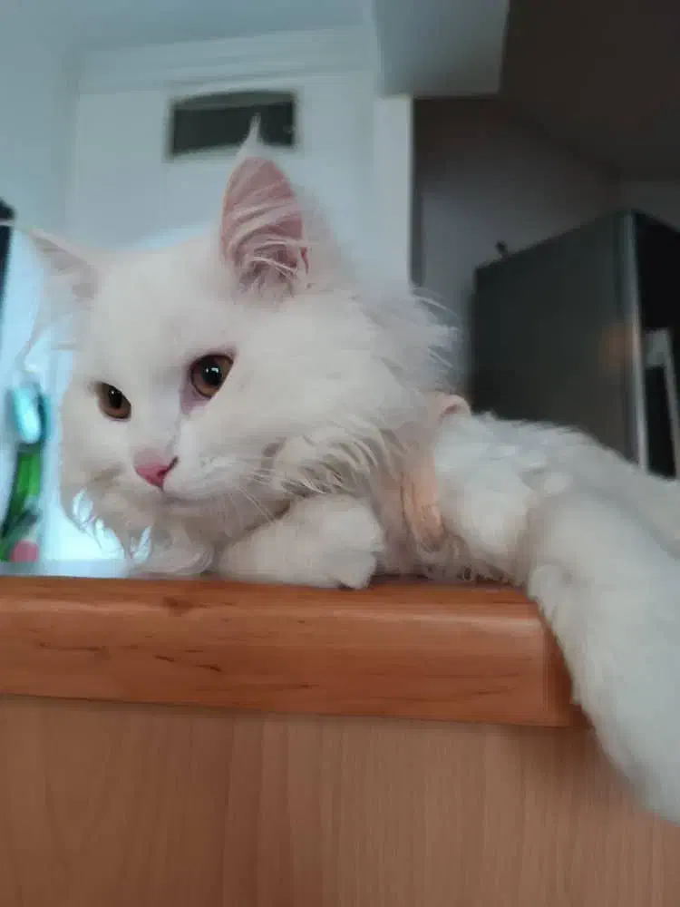 واگذاری گربه پرشین|گربه|مشهد, شهرآرا|دیوار