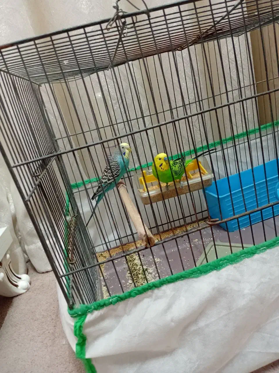 مرغ عشق|پرنده|قم, امامزاده ابراهیم|دیوار